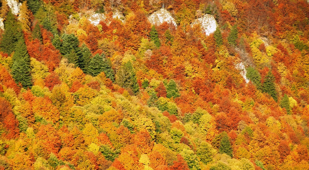 lake garda foliage