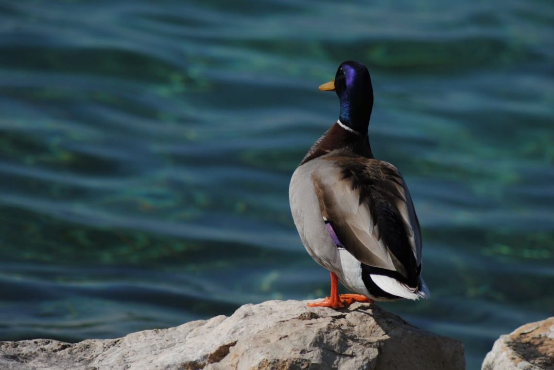 Sirmione - Una gallery dedicata alla Perla del Lago di Garda Sirmione - Una gallery dedicata alla Perla del Lago di Garda