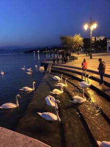 Le migliori foto del mese di Aprile del gruppo Facebook "Noi Amiamo il Lago di Garda" Le migliori foto del mese di Aprile del gruppo Facebook "Noi Amiamo il Lago di Garda"