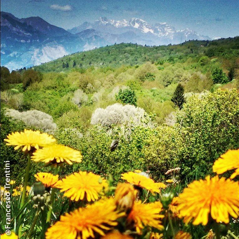 La flora del Monte Baldo