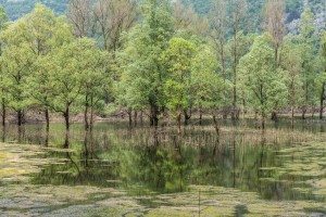 Lago di Loppio