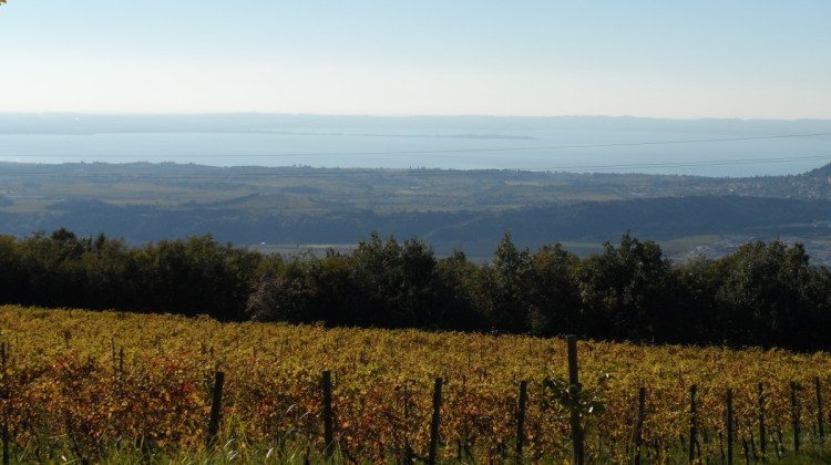 Alla scoperta della Valpolicella in bicicletta Alla scoperta della Valpolicella in bicicletta
