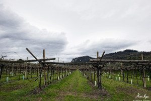 Coltivazioni di Vigneti