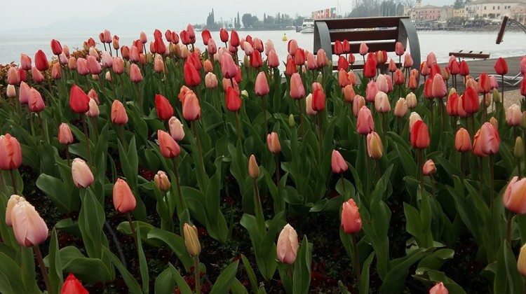 Le fotografie del Lago di Garda nel mese di Marzo Le fotografie del Lago di Garda nel mese di Marzo
