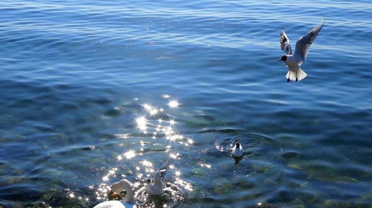 Le fotografie del Lago di Garda viste dagli utenti Facebook Le fotografie del Lago di Garda viste dagli utenti Facebook