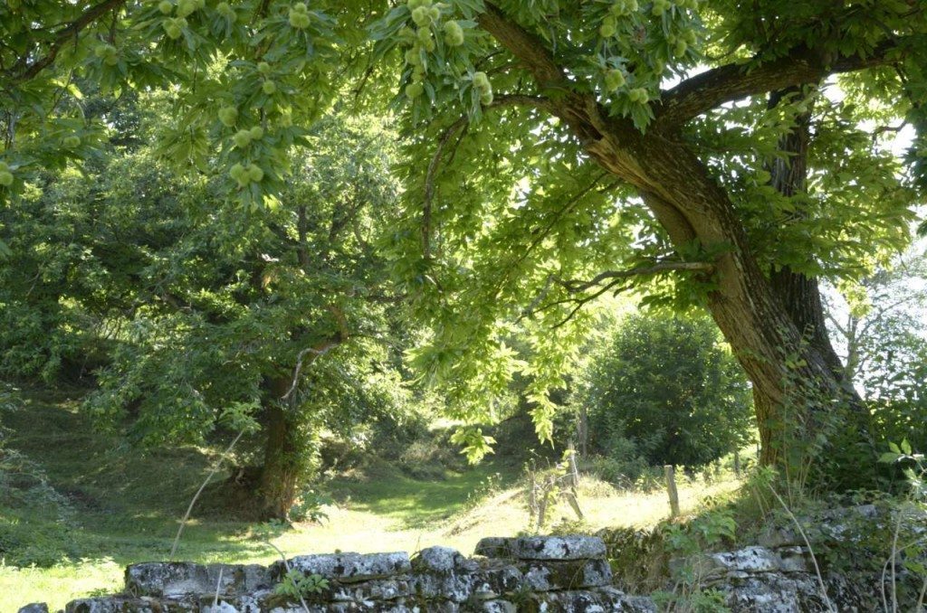 Marrone di san Zeno Dop, il Bio delle castagne Garda Outdoors Il