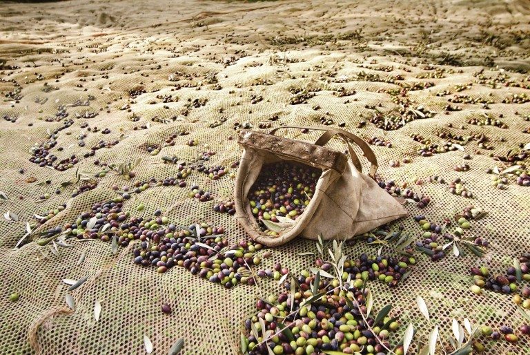 olio extravergine d'oliva del lago di garda