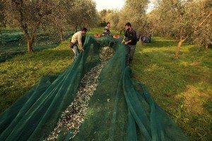 olio extravergine d'oliva del lago di garda