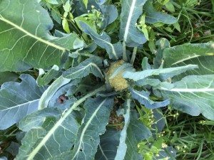 broccolo di torbole