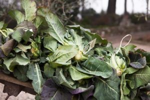 broccoletto di custozza