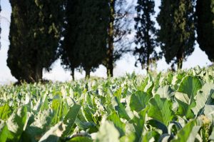 broccoletto di custozza