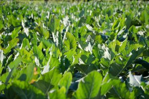 Broccoletto di Custoza