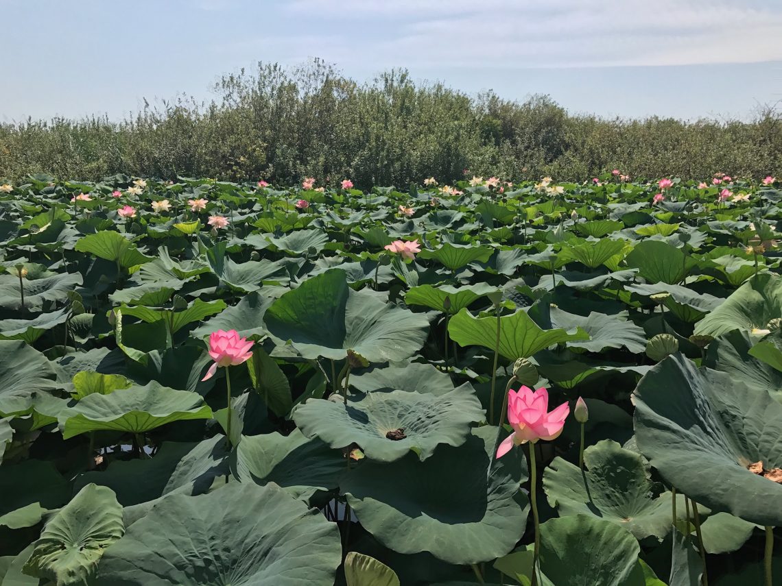 La fioritura dei fiori di loto a Mantova, con i barcaioli del Mincio