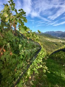 valpolicella sgaialand magazine giulia spagnol vigne vigneti food lago di garda magazine verona veronese vini wine travel