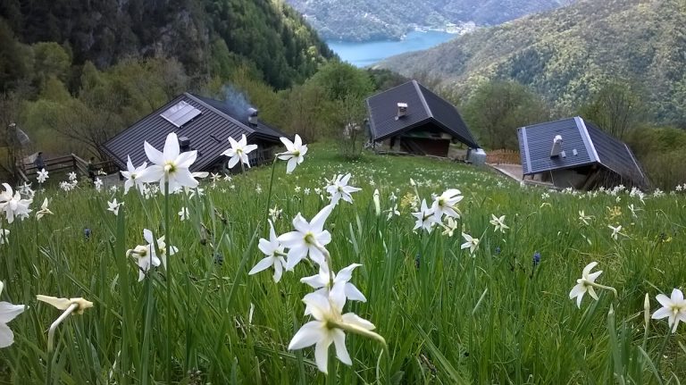 I casinèi di Dromaè