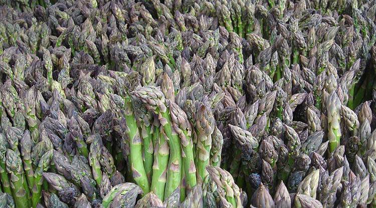 asparagi verona