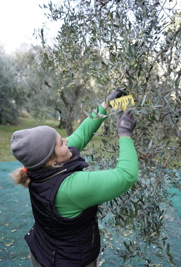 The olive harvest on Lake Garda and Garda DOP oil. 
