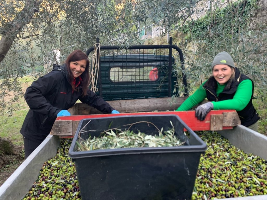 La raccolta delle olive sul Lago di Garda e l’olio del Garda DOP. 