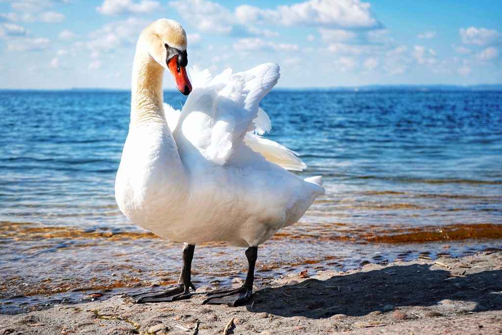 cigno lago di garda