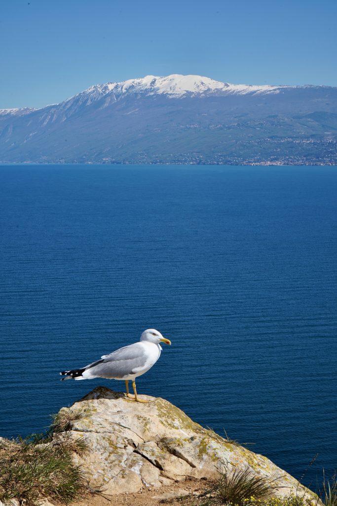 The Rocca di Manerba, guardian of the precious ecosystem of Lake Garda. 