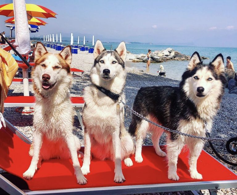 Spiagge per cani Lago di Garda.