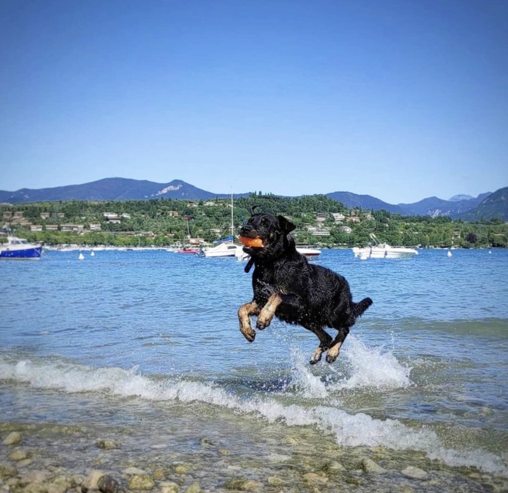 Spiagge attrezzate per cani e aree dog beach sul Lago di Garda. 