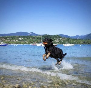 Spiagge per cani Lago di Garda - fido beach Manerba del Garda