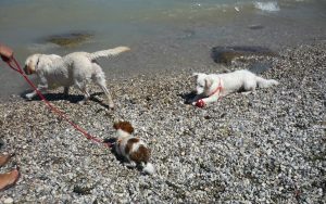 Spiagge per cani Lago di Garda