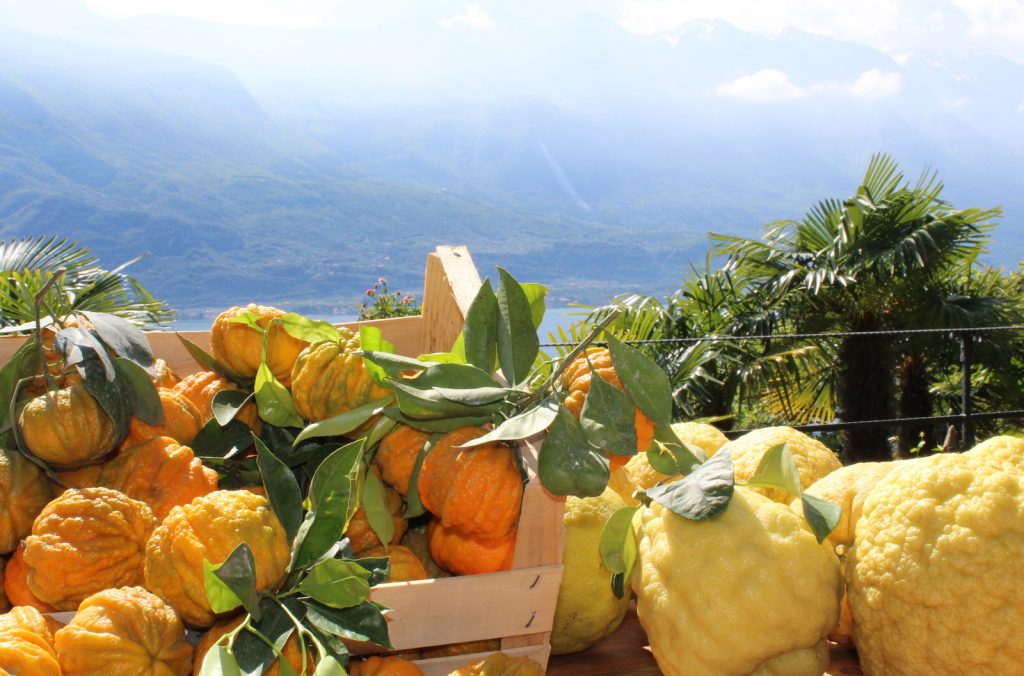 Le limonaie del Lago di Garda.