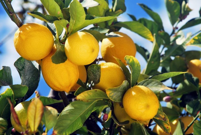 Le limonaie del Lago di Garda.