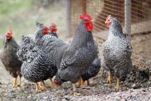 Gallina Grisa della Lessinia
