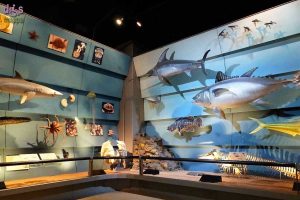 museo storia naturale verona