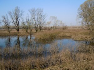 riserva naturale le bine - mantova