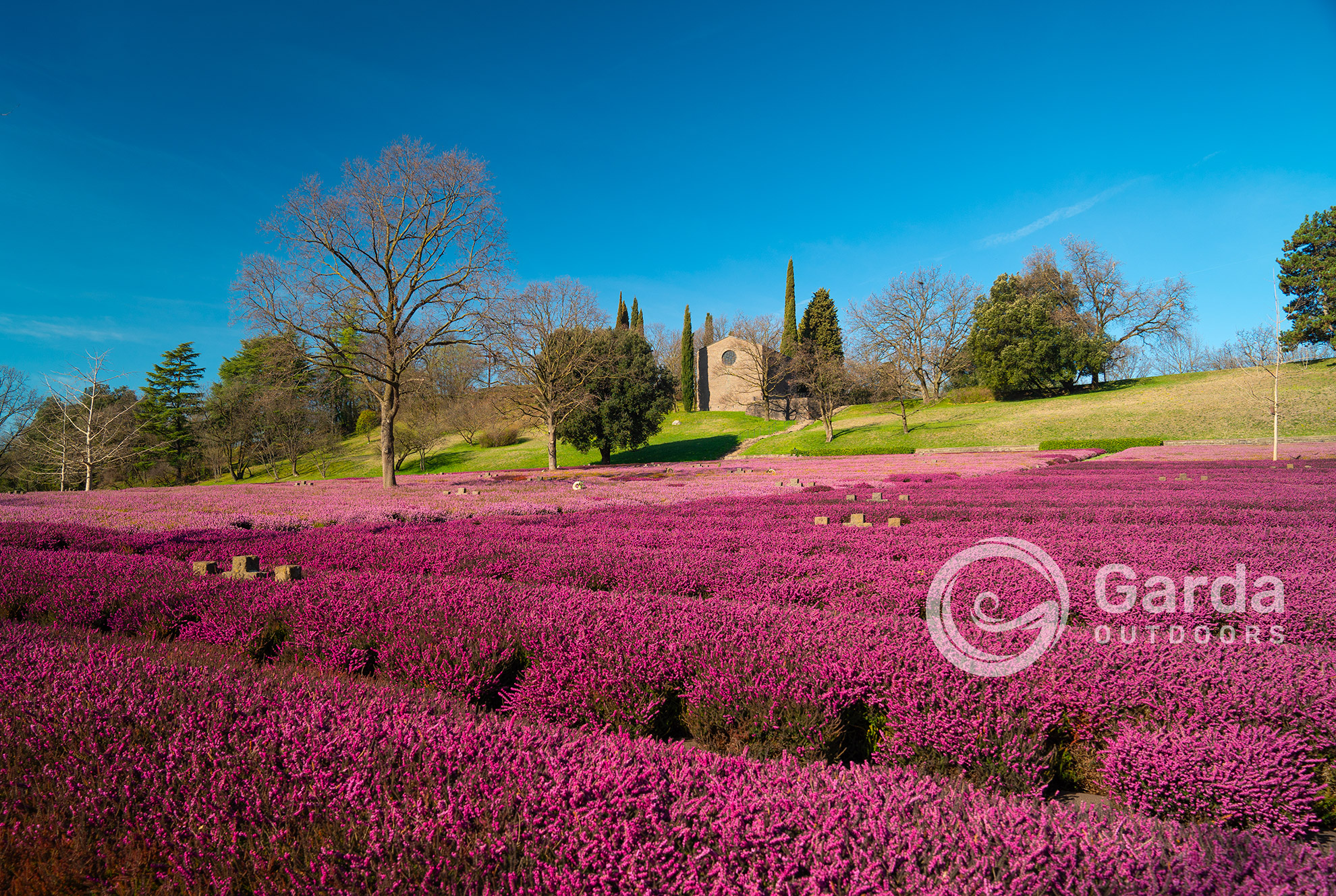Campi di erica in fiore nei prato del Cimitero Militare Tedesco di Costermano sotto un cielo azzurro.