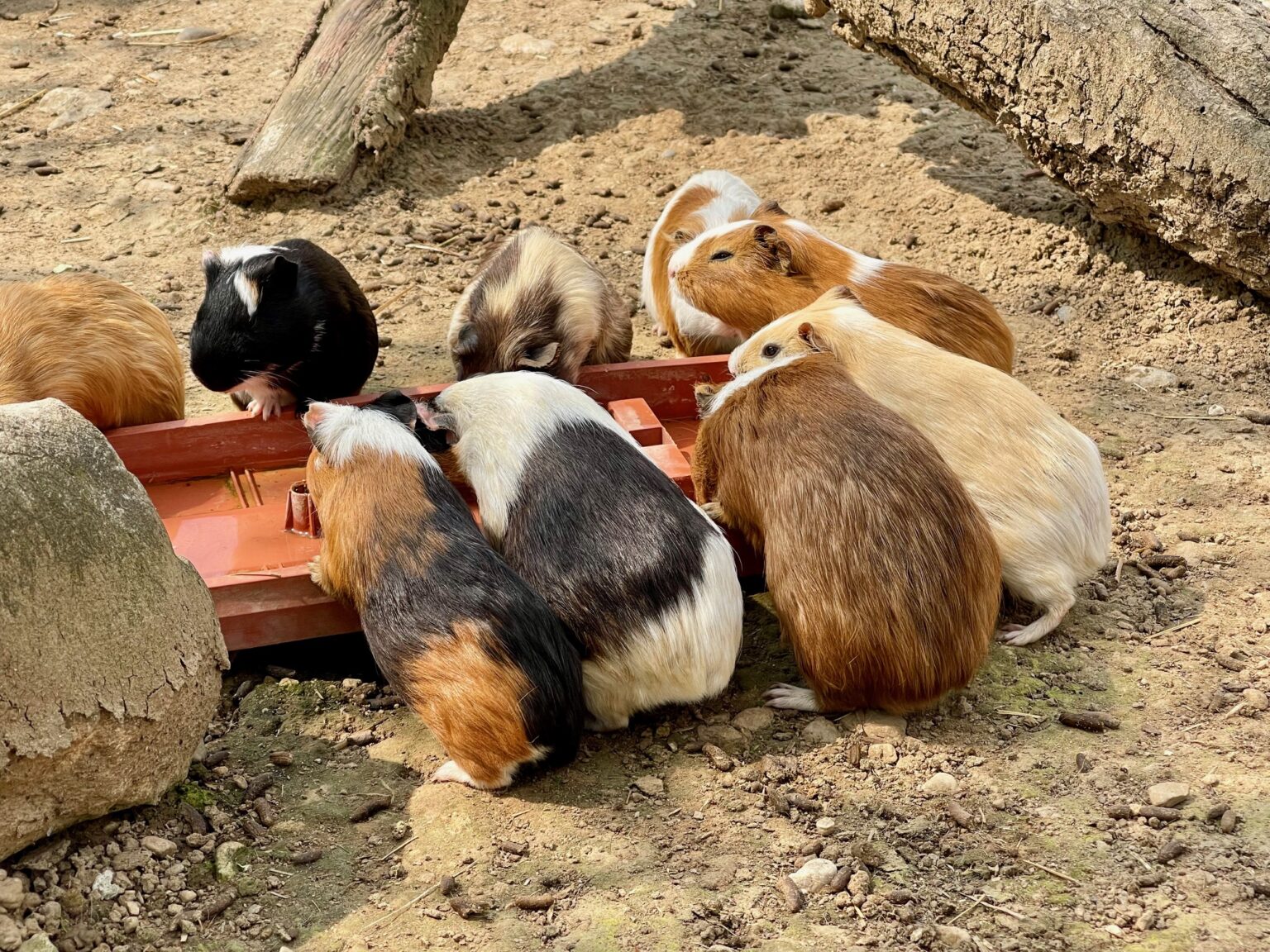 foto di la collina di matilde