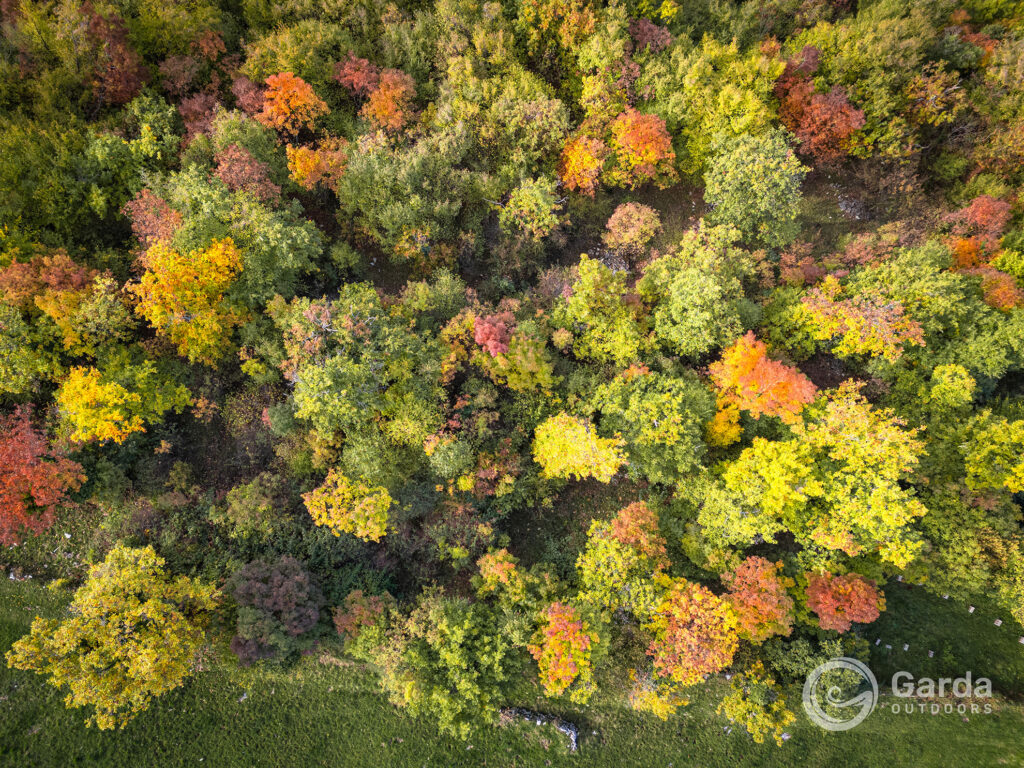festa del marrone di san zeno dop