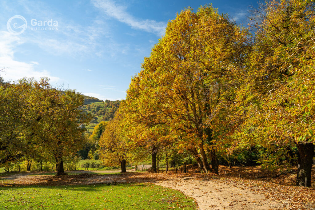 festa del marrone di san zeno dop