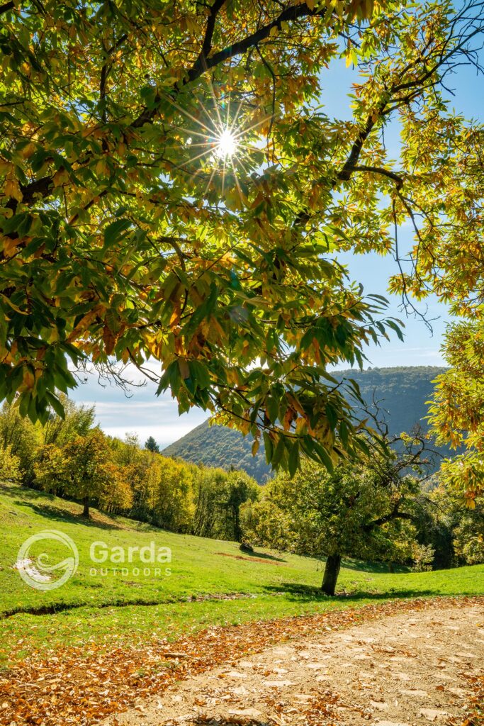 festa del marrone di san zeno dop