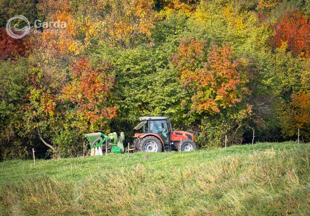 festa del marrone di san zeno dop