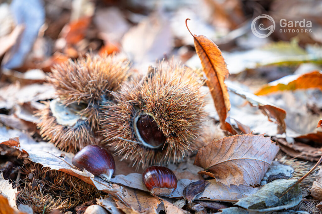 festa del marrone di san zeno dop
