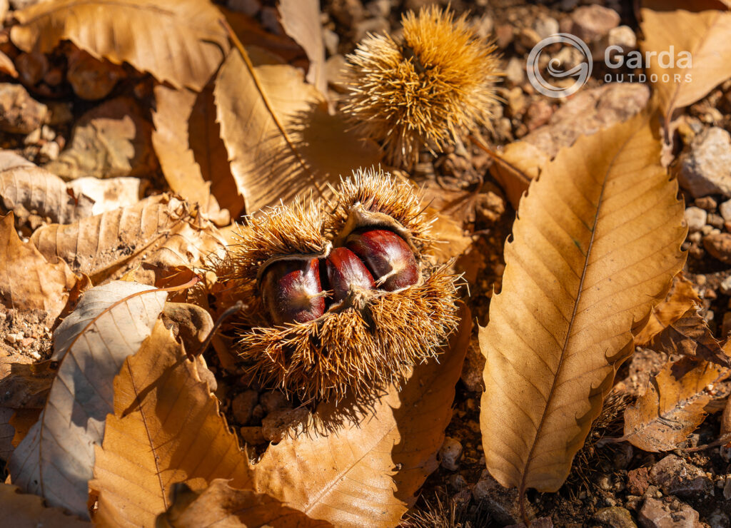 festa del marrone di san zeno dop