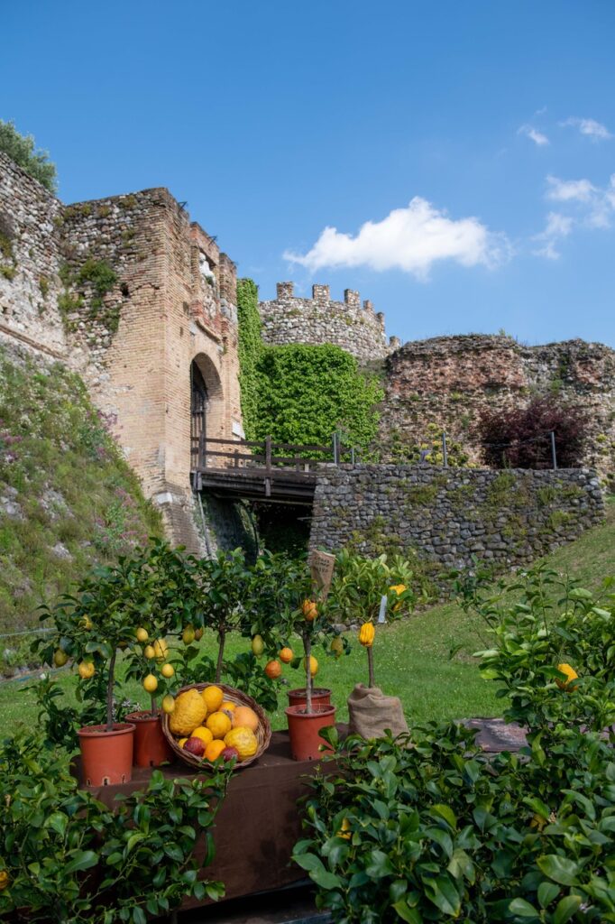 fiori nella rocca di lonato