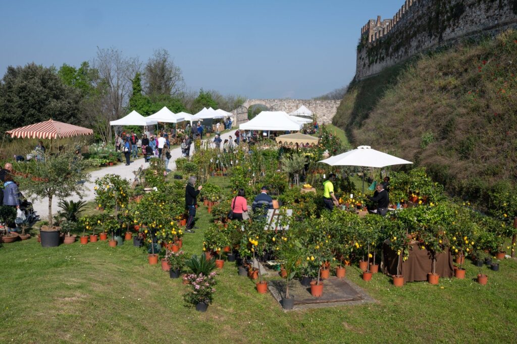 fiori nella rocca di lonato