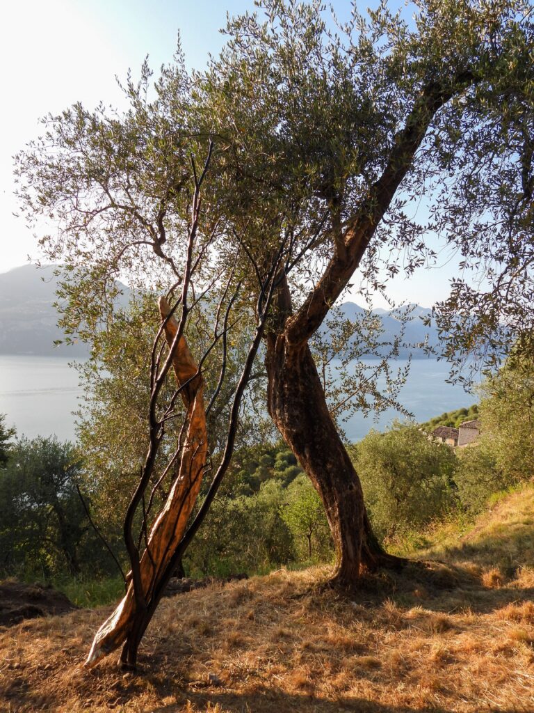 campo di brenzone land art